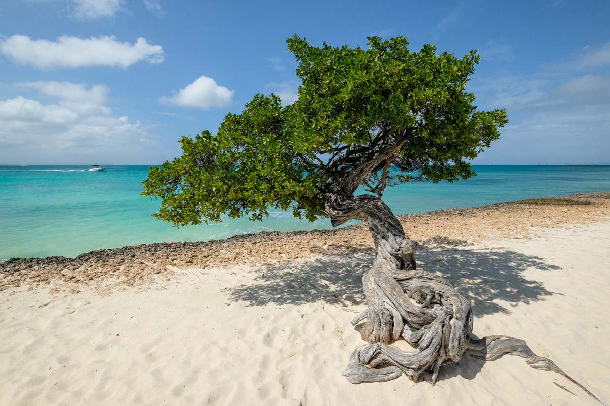 Navigating Aruba: Things You Need to Know before Traveling