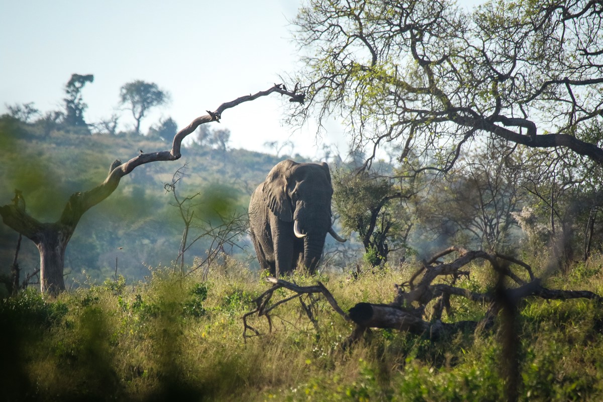 What You Need to Know Before Traveling to Chad