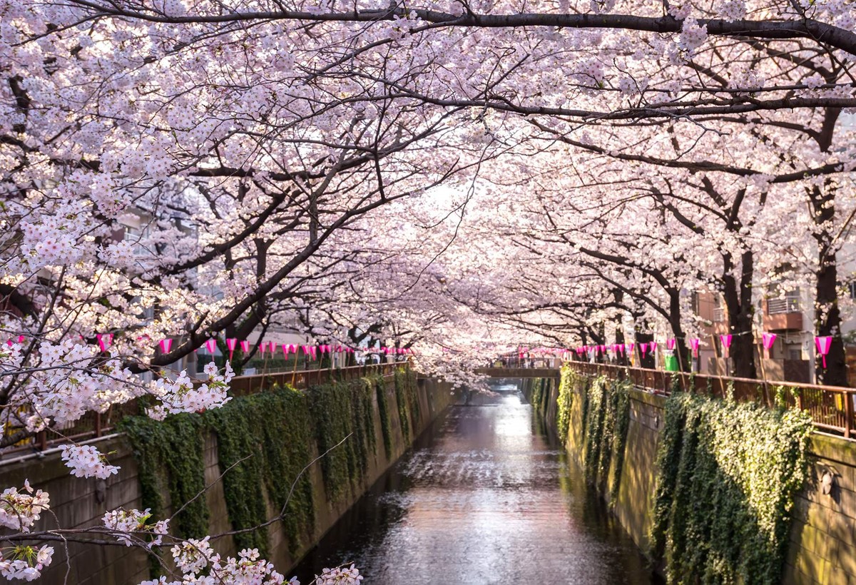 Things You Need to Know Before Traveling to Japan